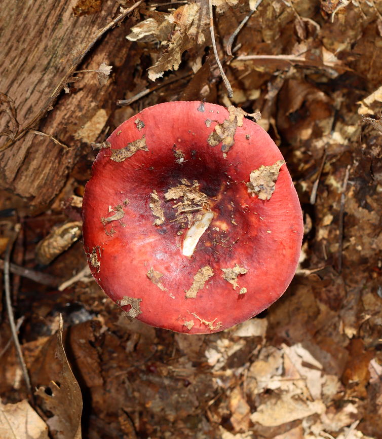 Russula subdepallens I always hesitate to ID Russulas to species-level, but here is the reasoning for this ID:<br />
<br />
Cap: Relatively large with shallowly sunken center; bright red with yellowish blotches; a bit wrinkled near margins<br />
Gills: White and fragile, attached, narrow near stem<br />
Stipe: Equal, white, chalky<br />
Odor: None detected<br />
Habitat: Growing alone on humus under oak and other hardwoods; deciduous forest<br />
<figure class="photo"><a href="https://www.jungledragon.com/image/145787/russula_subdepallens.html" title="Russula subdepallens"><img src="https://s3.amazonaws.com/media.jungledragon.com/images/3232/145787_thumb.jpg?AWSAccessKeyId=05GMT0V3GWVNE7GGM1R2&Expires=1767225610&Signature=Zy0rgxSKCUcmJOVhVXcyp6QMrqY%3D" width="200" height="166" alt="Russula subdepallens I always hesitate to ID Russulas to species-level, but here is the reasoning for this ID:<br />
<br />
Cap: Relatively large with shallowly sunken center; bright red with yellowish blotches; a bit wrinkled near margins<br />
Gills: White and fragile, attached, narrow near stem<br />
Stipe: Equal, white, chalky<br />
Odor: None detected<br />
Habitat: Growing alone on humus under oak and other hardwoods; deciduous forest<br />
https://www.jungledragon.com/image/145787/russula_subdepallens.html<br />
https://www.jungledragon.com/image/145789/russula_subdepallens.html<br />
https://www.jungledragon.com/image/145788/russula_subdepallens.html Fall,Geotagged,Russula subdepallens,United States" /></a></figure><br />
<figure class="photo"><a href="https://www.jungledragon.com/image/145789/russula_subdepallens.html" title="Russula subdepallens"><img src="https://s3.amazonaws.com/media.jungledragon.com/images/3232/145789_thumb.jpg?AWSAccessKeyId=05GMT0V3GWVNE7GGM1R2&Expires=1767225610&Signature=sklwrk9RTCiDUPNnqDgdNbc5yJQ%3D" width="200" height="156" alt="Russula subdepallens I always hesitate to ID Russulas to species-level, but here is the reasoning for this ID:<br />
<br />
Cap: Relatively large with shallowly sunken center; bright red with yellowish blotches; a bit wrinkled near margins<br />
Gills: White and fragile, attached, narrow near stem<br />
Stipe: Equal, white, chalky<br />
Odor: None detected<br />
Habitat: Growing alone on humus under oak and other hardwoods; deciduous forest<br />
https://www.jungledragon.com/image/145787/russula_subdepallens.html<br />
https://www.jungledragon.com/image/145789/russula_subdepallens.html<br />
https://www.jungledragon.com/image/145788/russula_subdepallens.html<br />
 Fall,Geotagged,Russula,Russula subdepallens,United States,fungus,mushroom" /></a></figure><br />
<figure class="photo"><a href="https://www.jungledragon.com/image/145788/russula_subdepallens.html" title="Russula subdepallens"><img src="https://s3.amazonaws.com/media.jungledragon.com/images/3232/145788_thumb.jpg?AWSAccessKeyId=05GMT0V3GWVNE7GGM1R2&Expires=1767225610&Signature=YjgYLvIYZVrCmxLk6cx7ZyNeIiM%3D" width="134" height="152" alt="Russula subdepallens I always hesitate to ID Russulas to species-level, but here is the reasoning for this ID:<br />
<br />
Cap: Relatively large with shallowly sunken center; bright red with yellowish blotches; a bit wrinkled near margins<br />
Gills: White and fragile, attached, narrow near stem<br />
Stipe: Equal, white, chalky<br />
Odor: None detected<br />
Habitat: Growing alone on humus under oak and other hardwoods; deciduous forest<br />
https://www.jungledragon.com/image/145787/russula_subdepallens.html<br />
https://www.jungledragon.com/image/145789/russula_subdepallens.html<br />
https://www.jungledragon.com/image/145788/russula_subdepallens.html Fall,Geotagged,Russula subdepallens,United States" /></a></figure> Fall,Geotagged,Russula subdepallens,United States