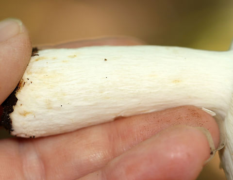 Russula subdepallens I always hesitate to ID Russulas to species-level, but here is the reasoning for this ID:

Cap: Relatively large with shallowly sunken center; bright red with yellowish blotches; a bit wrinkled near margins
Gills: White and fragile, attached, narrow near stem
Stipe: Equal, white, chalky
Odor: None detected
Habitat: Growing alone on humus under oak and other hardwoods; deciduous forest
https://www.jungledragon.com/image/145787/russula_subdepallens.html
https://www.jungledragon.com/image/145789/russula_subdepallens.html
https://www.jungledragon.com/image/145788/russula_subdepallens.html
 Fall,Geotagged,Russula,Russula subdepallens,United States,fungus,mushroom