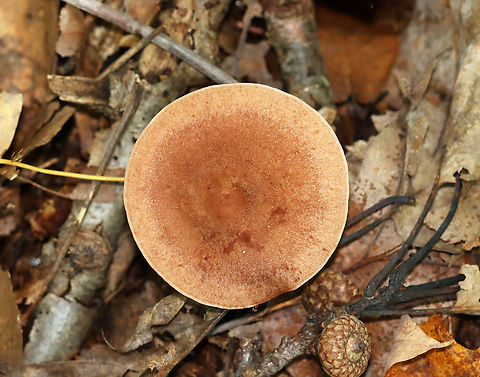 Fenugreek milkcap - Lactarius helvus Brownish orange cap; Cream-colored gills with short gills and leaked watery latex.

Habitat: Growing in a swampy area under oak; deciduous forest
https://www.jungledragon.com/image/145796/fenugreek_milkcap_-_lactarius_helvus.html Fall,Fenugreek milkcap,Geotagged,Lactarius helvus,United States,fungus,lactarius,milkcap,mushroom