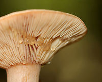 Fenugreek milkcap - Lactarius helvus Brownish orange cap; Cream-colored gills with short gills and leaked watery latex.<br />
<br />
Habitat: Growing in a swampy area under oak; deciduous forest<br />
https://www.jungledragon.com/image/145795/fenugreek_milkcap_-_lactarius_helvus.html Fall,Fenugreek milkcap,Geotagged,Lactarius helvus,United States