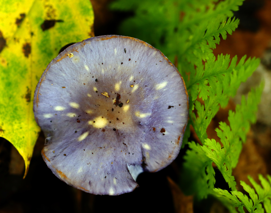 Spotted Cort - Cortinarius iodes Even mushrooms can have freckles.<br />
<br />
Habitat: Mixed forest Cortinarius iodes,Fall,Geotagged,Spotted cort,United States