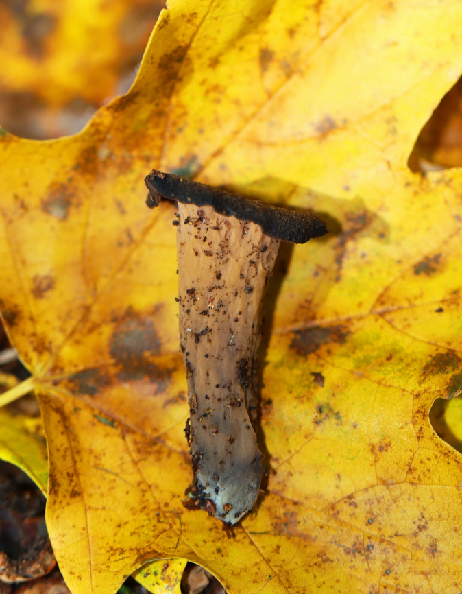 Black Trumpets - Craterellus fallax Habitat: Growing on the ground in a mostly deciduous forest  Black Trumpets,Craterellus,Craterellus fallax,Fall,Geotagged,United States,trumpet