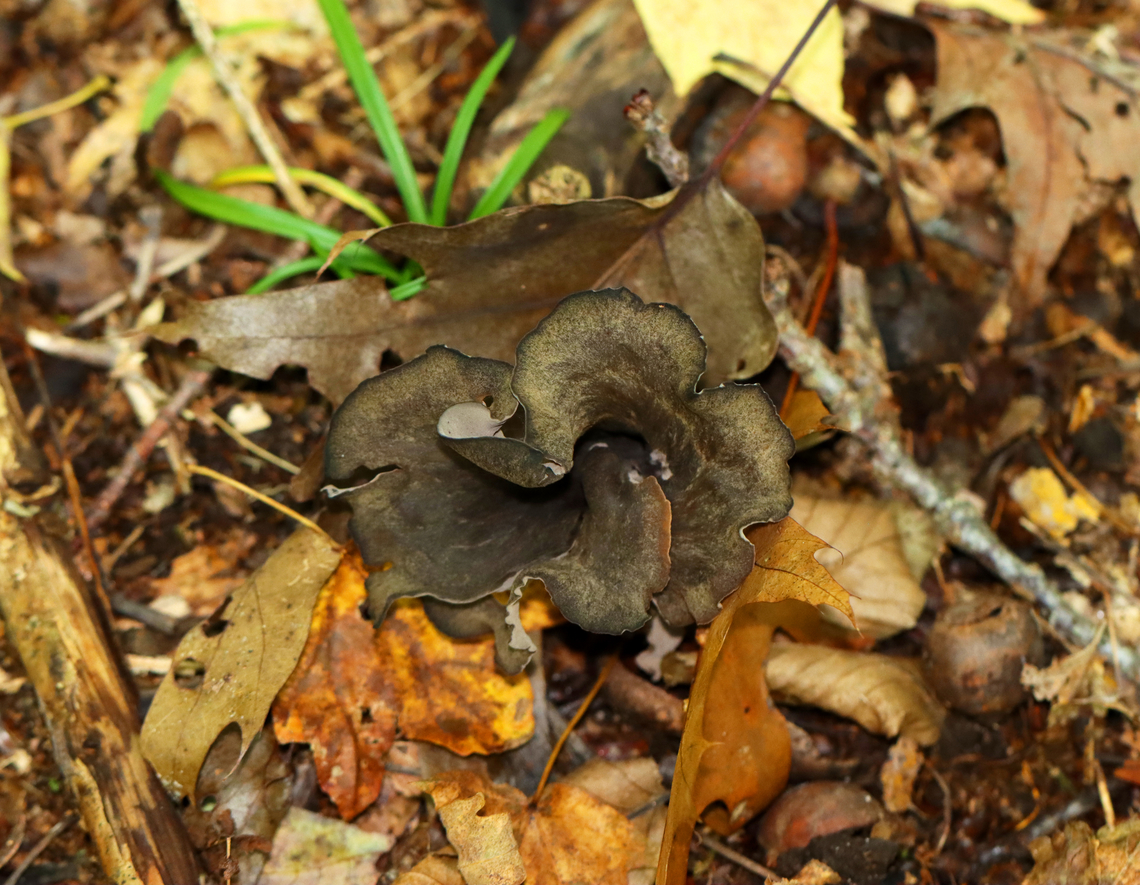 Black Trumpet - Craterellus fallax Fruiting bodies were vase-shaped, and the upper edges were rolled under. The upper surface was dark brownish black, and the under surface was gray, wrinkled, and had a whitish bloom.<br />
<br />
Habitat: Deciduous forest<br />
<figure class="photo"><a href="https://www.jungledragon.com/image/145799/black_trumpet_-_craterellus_fallax.html" title="Black Trumpet - Craterellus fallax"><img src="https://s3.amazonaws.com/media.jungledragon.com/images/3232/145799_thumb.jpg?AWSAccessKeyId=05GMT0V3GWVNE7GGM1R2&Expires=1759968010&Signature=sDh%2B0f2wbs68tTYbEx9d9ObonFo%3D" width="200" height="156" alt="Black Trumpet - Craterellus fallax Fruiting bodies were vase-shaped, and the upper edges were rolled under. The upper surface was dark brownish black, and the under surface was gray, wrinkled, and had a whitish bloom.<br />
<br />
Habitat: Deciduous forest<br />
https://www.jungledragon.com/image/145799/black_trumpet_-_craterellus_fallax.html<br />
https://www.jungledragon.com/image/145801/black_trumpet_-_craterellus_fallax.html<br />
https://www.jungledragon.com/image/145800/black_trumpet_-_craterellus_fallax.html Black Trumpets,Craterellus fallax,Fall,Geotagged,United States" /></a></figure><br />
<figure class="photo"><a href="https://www.jungledragon.com/image/145801/black_trumpet_-_craterellus_fallax.html" title="Black Trumpet - Craterellus fallax"><img src="https://s3.amazonaws.com/media.jungledragon.com/images/3232/145801_thumb.jpg?AWSAccessKeyId=05GMT0V3GWVNE7GGM1R2&Expires=1759968010&Signature=GCgUx0vmcQgmD%2F%2Fhn2zlqAZFLmg%3D" width="102" height="152" alt="Black Trumpet - Craterellus fallax Fruiting bodies were vase-shaped, and the upper edges were rolled under. The upper surface was dark brownish black, and the under surface was gray, wrinkled, and had a whitish bloom.<br />
<br />
Habitat: Deciduous forest<br />
https://www.jungledragon.com/image/145799/black_trumpet_-_craterellus_fallax.html<br />
https://www.jungledragon.com/image/145801/black_trumpet_-_craterellus_fallax.html<br />
https://www.jungledragon.com/image/145800/black_trumpet_-_craterellus_fallax.html Black Trumpets,Craterellus fallax,Fall,Geotagged,United States" /></a></figure><br />
<figure class="photo"><a href="https://www.jungledragon.com/image/145800/black_trumpet_-_craterellus_fallax.html" title="Black Trumpet - Craterellus fallax"><img src="https://s3.amazonaws.com/media.jungledragon.com/images/3232/145800_thumb.jpg?AWSAccessKeyId=05GMT0V3GWVNE7GGM1R2&Expires=1759968010&Signature=VZUd%2BnDeum1Te3AsgoqUtDQl8t8%3D" width="118" height="152" alt="Black Trumpet - Craterellus fallax Fruiting bodies were vase-shaped, and the upper edges were rolled under. The upper surface was dark brownish black, and the under surface was gray, wrinkled, and had a whitish bloom.<br />
<br />
Habitat: Deciduous forest<br />
https://www.jungledragon.com/image/145799/black_trumpet_-_craterellus_fallax.html<br />
https://www.jungledragon.com/image/145801/black_trumpet_-_craterellus_fallax.html<br />
https://www.jungledragon.com/image/145800/black_trumpet_-_craterellus_fallax.html Black Trumpets,Craterellus fallax,Fall,Geotagged,United States" /></a></figure> Black Trumpets,Craterellus fallax,Fall,Geotagged,United States