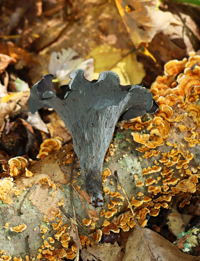 Black Trumpet - Craterellus fallax Fruiting bodies were vase-shaped, and the upper edges were rolled under. The upper surface was dark brownish black, and the under surface was gray, wrinkled, and had a whitish bloom.<br />
<br />
Habitat: Deciduous forest<br />
<figure class="photo"><a href="https://www.jungledragon.com/image/145799/black_trumpet_-_craterellus_fallax.html" title="Black Trumpet - Craterellus fallax"><img src="https://s3.amazonaws.com/media.jungledragon.com/images/3232/145799_thumb.jpg?AWSAccessKeyId=05GMT0V3GWVNE7GGM1R2&Expires=1759968010&Signature=sDh%2B0f2wbs68tTYbEx9d9ObonFo%3D" width="200" height="156" alt="Black Trumpet - Craterellus fallax Fruiting bodies were vase-shaped, and the upper edges were rolled under. The upper surface was dark brownish black, and the under surface was gray, wrinkled, and had a whitish bloom.<br />
<br />
Habitat: Deciduous forest<br />
https://www.jungledragon.com/image/145799/black_trumpet_-_craterellus_fallax.html<br />
https://www.jungledragon.com/image/145801/black_trumpet_-_craterellus_fallax.html<br />
https://www.jungledragon.com/image/145800/black_trumpet_-_craterellus_fallax.html Black Trumpets,Craterellus fallax,Fall,Geotagged,United States" /></a></figure><br />
<figure class="photo"><a href="https://www.jungledragon.com/image/145801/black_trumpet_-_craterellus_fallax.html" title="Black Trumpet - Craterellus fallax"><img src="https://s3.amazonaws.com/media.jungledragon.com/images/3232/145801_thumb.jpg?AWSAccessKeyId=05GMT0V3GWVNE7GGM1R2&Expires=1759968010&Signature=GCgUx0vmcQgmD%2F%2Fhn2zlqAZFLmg%3D" width="102" height="152" alt="Black Trumpet - Craterellus fallax Fruiting bodies were vase-shaped, and the upper edges were rolled under. The upper surface was dark brownish black, and the under surface was gray, wrinkled, and had a whitish bloom.<br />
<br />
Habitat: Deciduous forest<br />
https://www.jungledragon.com/image/145799/black_trumpet_-_craterellus_fallax.html<br />
https://www.jungledragon.com/image/145801/black_trumpet_-_craterellus_fallax.html<br />
https://www.jungledragon.com/image/145800/black_trumpet_-_craterellus_fallax.html Black Trumpets,Craterellus fallax,Fall,Geotagged,United States" /></a></figure><br />
<figure class="photo"><a href="https://www.jungledragon.com/image/145800/black_trumpet_-_craterellus_fallax.html" title="Black Trumpet - Craterellus fallax"><img src="https://s3.amazonaws.com/media.jungledragon.com/images/3232/145800_thumb.jpg?AWSAccessKeyId=05GMT0V3GWVNE7GGM1R2&Expires=1759968010&Signature=VZUd%2BnDeum1Te3AsgoqUtDQl8t8%3D" width="118" height="152" alt="Black Trumpet - Craterellus fallax Fruiting bodies were vase-shaped, and the upper edges were rolled under. The upper surface was dark brownish black, and the under surface was gray, wrinkled, and had a whitish bloom.<br />
<br />
Habitat: Deciduous forest<br />
https://www.jungledragon.com/image/145799/black_trumpet_-_craterellus_fallax.html<br />
https://www.jungledragon.com/image/145801/black_trumpet_-_craterellus_fallax.html<br />
https://www.jungledragon.com/image/145800/black_trumpet_-_craterellus_fallax.html Black Trumpets,Craterellus fallax,Fall,Geotagged,United States" /></a></figure> Black Trumpets,Craterellus fallax,Fall,Geotagged,United States
