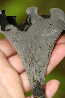 Black Trumpet - Craterellus fallax Fruiting bodies were vase-shaped, and the upper edges were rolled under. The upper surface was dark brownish black, and the under surface was gray, wrinkled, and had a whitish bloom.

Habitat: Deciduous forest
https://www.jungledragon.com/image/145799/black_trumpet_-_craterellus_fallax.html
https://www.jungledragon.com/image/145801/black_trumpet_-_craterellus_fallax.html
https://www.jungledragon.com/image/145800/black_trumpet_-_craterellus_fallax.html Black Trumpets,Craterellus fallax,Fall,Geotagged,United States