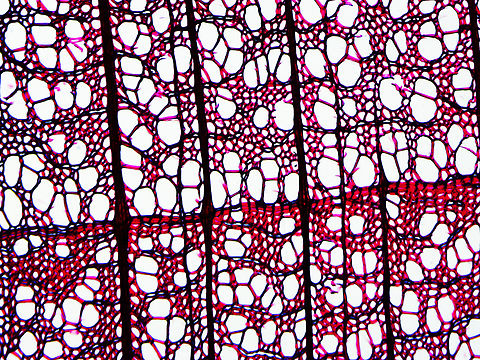 American basswood - Tilia americana This is a stem cross section of the xylem. The line across the middle is the edge of a growth ring.
*Microscope slide - cross section

https://www.jungledragon.com/image/145816/american_basswood_-_tilia_americana.html American basswood,Tilia americana,microscopy