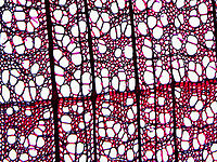 American basswood - Tilia americana This is a stem cross section of the xylem. The line across the middle is the edge of a growth ring.<br />
*Microscope slide - cross section<br />
<br />
https://www.jungledragon.com/image/145816/american_basswood_-_tilia_americana.html American basswood,Tilia americana,microscopy