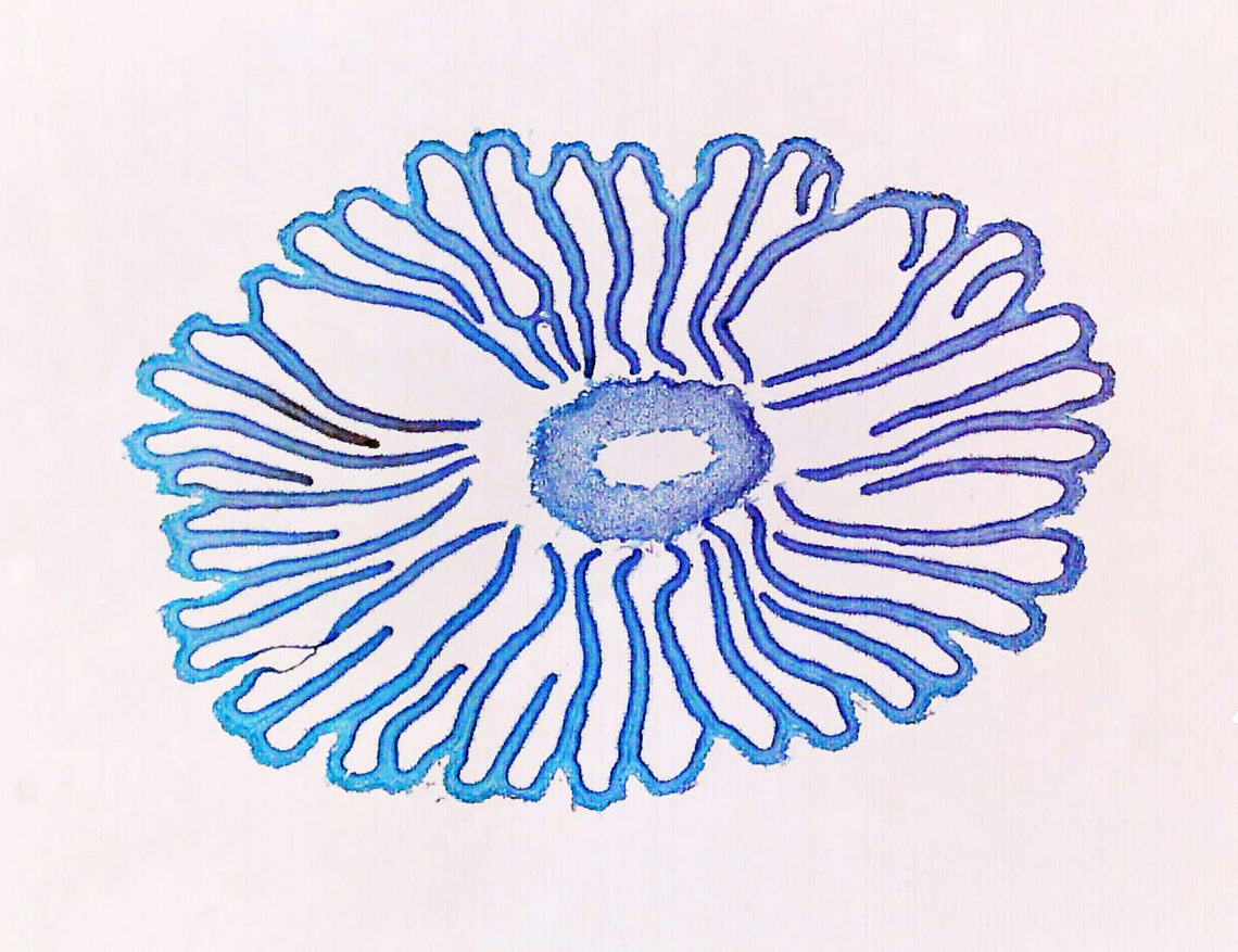 Coprinus Mushroom Cap Cross-Section, 20x This is a cross section of a Coprinus sp. mushroom cap. The colors in the 2 photos are slightly different because I used a different microscope for each photo.<br />
<br />
*Microscope slide - cross section<br />
<figure class="photo"><a href="https://www.jungledragon.com/image/145819/coprinus_mushroom_cap_cross-section_40x.html" title="Coprinus Mushroom Cap Cross-Section, 40x"><img src="https://s3.amazonaws.com/media.jungledragon.com/images/3232/145819_thumb.jpg?AWSAccessKeyId=05GMT0V3GWVNE7GGM1R2&Expires=1759968010&Signature=rWGG4owmjYKLQMJSdOcsGYBaJIg%3D" width="200" height="150" alt="Coprinus Mushroom Cap Cross-Section, 40x This is a cross section of a Coprinus sp. mushroom cap. The colors in the 2 photos are slightly different because I used a different microscope for each photo.<br />
<br />
*Microscope slide - cross section<br />
https://www.jungledragon.com/image/145818/coprinus_mushroom_cross_section.html coprinus,fungus,microscopy,mushroom" /></a></figure> Coprinus Mushroom cross section,coprinus,fungus,microscopy,mushroom