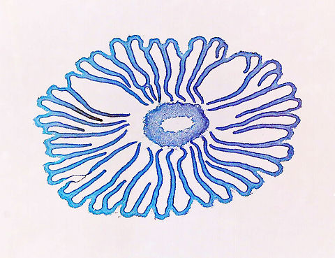 Coprinus Mushroom Cap Cross-Section, 20x This is a cross section of a Coprinus sp. mushroom cap. The colors in the 2 photos are slightly different because I used a different microscope for each photo.

*Microscope slide - cross section
https://www.jungledragon.com/image/145819/coprinus_mushroom_cross_section.html Coprinus Mushroom cross section,coprinus,fungus,microscopy,mushroom