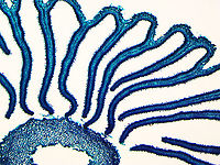 Coprinus Mushroom Cap Cross-Section, 40x This is a cross section of a Coprinus sp. mushroom cap. The colors in the 2 photos are slightly different because I used a different microscope for each photo.<br />
<br />
*Microscope slide - cross section<br />
https://www.jungledragon.com/image/145818/coprinus_mushroom_cross_section.html coprinus,fungus,microscopy,mushroom