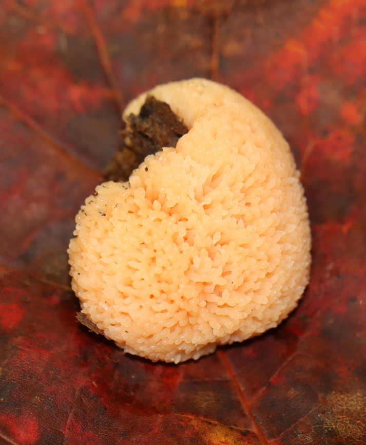 Red Raspberry Slime - Tubifera ferruginosa Habitat: Growing on rotting wood in a mixed forest<br />
<figure class="photo"><a href="https://www.jungledragon.com/image/145828/red_raspberry_slime_-_tubifera_ferruginosa.html" title="Red Raspberry Slime - Tubifera ferruginosa"><img src="https://s3.amazonaws.com/media.jungledragon.com/images/3232/145828_thumb.jpg?AWSAccessKeyId=05GMT0V3GWVNE7GGM1R2&Expires=1763596810&Signature=QCjEj346i3p8iEKc8PiheGuXKDA%3D" width="126" height="152" alt="Red Raspberry Slime - Tubifera ferruginosa Habitat: Growing on rotting wood in a mixed forest<br />
https://www.jungledragon.com/image/145828/red_raspberry_slime_-_tubifera_ferruginosa.html<br />
https://www.jungledragon.com/image/145830/red_raspberry_slime_-_tubifera_ferruginosa.html<br />
https://www.jungledragon.com/image/145829/red_raspberry_slime_-_tubifera_ferruginosa.html Fall,Geotagged,Red raspberry slime,Tubifera ferruginosa,United States,slime mold" /></a></figure><br />
<figure class="photo"><a href="https://www.jungledragon.com/image/145830/red_raspberry_slime_-_tubifera_ferruginosa.html" title="Red Raspberry Slime - Tubifera ferruginosa"><img src="https://s3.amazonaws.com/media.jungledragon.com/images/3232/145830_thumb.jpg?AWSAccessKeyId=05GMT0V3GWVNE7GGM1R2&Expires=1763596810&Signature=Syp3WY3KRjA1FgWxzK4ld1k01bw%3D" width="200" height="144" alt="Red Raspberry Slime - Tubifera ferruginosa Habitat: Growing on rotting wood in a mixed forest<br />
https://www.jungledragon.com/image/145828/red_raspberry_slime_-_tubifera_ferruginosa.html<br />
https://www.jungledragon.com/image/145830/red_raspberry_slime_-_tubifera_ferruginosa.html<br />
https://www.jungledragon.com/image/145829/red_raspberry_slime_-_tubifera_ferruginosa.html Fall,Geotagged,Red raspberry slime,Tubifera ferruginosa,United States" /></a></figure><br />
<figure class="photo"><a href="https://www.jungledragon.com/image/145829/red_raspberry_slime_-_tubifera_ferruginosa.html" title="Red Raspberry Slime - Tubifera ferruginosa"><img src="https://s3.amazonaws.com/media.jungledragon.com/images/3232/145829_thumb.jpg?AWSAccessKeyId=05GMT0V3GWVNE7GGM1R2&Expires=1763596810&Signature=rtUDaYrXPQqRvlqEtmTInbgkYUA%3D" width="124" height="152" alt="Red Raspberry Slime - Tubifera ferruginosa Habitat: Growing on rotting wood in a mixed forest<br />
https://www.jungledragon.com/image/145828/red_raspberry_slime_-_tubifera_ferruginosa.html<br />
https://www.jungledragon.com/image/145830/red_raspberry_slime_-_tubifera_ferruginosa.html<br />
https://www.jungledragon.com/image/145829/red_raspberry_slime_-_tubifera_ferruginosa.html Fall,Geotagged,Red raspberry slime,Tubifera ferruginosa,United States" /></a></figure> Fall,Geotagged,Red raspberry slime,Tubifera ferruginosa,United States,slime mold