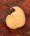Red Raspberry Slime - Tubifera ferruginosa Habitat: Growing on rotting wood in a mixed forest<br />
https://www.jungledragon.com/image/145828/red_raspberry_slime_-_tubifera_ferruginosa.html<br />
https://www.jungledragon.com/image/145830/red_raspberry_slime_-_tubifera_ferruginosa.html<br />
https://www.jungledragon.com/image/145829/red_raspberry_slime_-_tubifera_ferruginosa.html Fall,Geotagged,Red raspberry slime,Tubifera ferruginosa,United States,slime mold