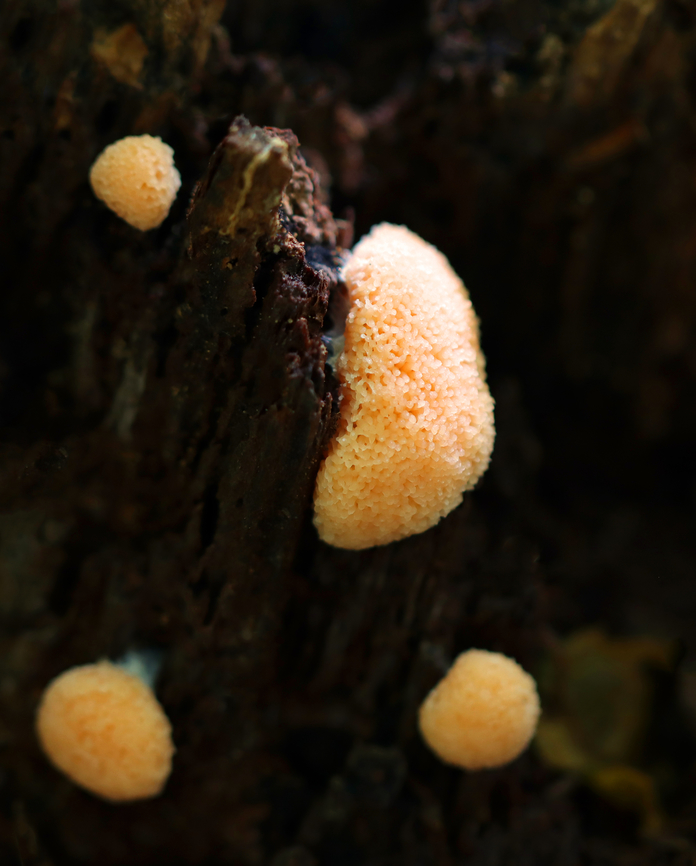 Red Raspberry Slime - Tubifera ferruginosa Habitat: Growing on rotting wood in a mixed forest<br />
<figure class="photo"><a href="https://www.jungledragon.com/image/145828/red_raspberry_slime_-_tubifera_ferruginosa.html" title="Red Raspberry Slime - Tubifera ferruginosa"><img src="https://s3.amazonaws.com/media.jungledragon.com/images/3232/145828_thumb.jpg?AWSAccessKeyId=05GMT0V3GWVNE7GGM1R2&Expires=1767225610&Signature=fJTEieZZ%2B1nguC5JZQvcuyv28VI%3D" width="126" height="152" alt="Red Raspberry Slime - Tubifera ferruginosa Habitat: Growing on rotting wood in a mixed forest<br />
https://www.jungledragon.com/image/145828/red_raspberry_slime_-_tubifera_ferruginosa.html<br />
https://www.jungledragon.com/image/145830/red_raspberry_slime_-_tubifera_ferruginosa.html<br />
https://www.jungledragon.com/image/145829/red_raspberry_slime_-_tubifera_ferruginosa.html Fall,Geotagged,Red raspberry slime,Tubifera ferruginosa,United States,slime mold" /></a></figure><br />
<figure class="photo"><a href="https://www.jungledragon.com/image/145830/red_raspberry_slime_-_tubifera_ferruginosa.html" title="Red Raspberry Slime - Tubifera ferruginosa"><img src="https://s3.amazonaws.com/media.jungledragon.com/images/3232/145830_thumb.jpg?AWSAccessKeyId=05GMT0V3GWVNE7GGM1R2&Expires=1767225610&Signature=sQGDiojzGoD%2BAZdZreri7tKlnl4%3D" width="200" height="144" alt="Red Raspberry Slime - Tubifera ferruginosa Habitat: Growing on rotting wood in a mixed forest<br />
https://www.jungledragon.com/image/145828/red_raspberry_slime_-_tubifera_ferruginosa.html<br />
https://www.jungledragon.com/image/145830/red_raspberry_slime_-_tubifera_ferruginosa.html<br />
https://www.jungledragon.com/image/145829/red_raspberry_slime_-_tubifera_ferruginosa.html Fall,Geotagged,Red raspberry slime,Tubifera ferruginosa,United States" /></a></figure><br />
<figure class="photo"><a href="https://www.jungledragon.com/image/145829/red_raspberry_slime_-_tubifera_ferruginosa.html" title="Red Raspberry Slime - Tubifera ferruginosa"><img src="https://s3.amazonaws.com/media.jungledragon.com/images/3232/145829_thumb.jpg?AWSAccessKeyId=05GMT0V3GWVNE7GGM1R2&Expires=1767225610&Signature=L8Vv%2B5NCMlwBjRPSfWg%2BfQpTVUc%3D" width="124" height="152" alt="Red Raspberry Slime - Tubifera ferruginosa Habitat: Growing on rotting wood in a mixed forest<br />
https://www.jungledragon.com/image/145828/red_raspberry_slime_-_tubifera_ferruginosa.html<br />
https://www.jungledragon.com/image/145830/red_raspberry_slime_-_tubifera_ferruginosa.html<br />
https://www.jungledragon.com/image/145829/red_raspberry_slime_-_tubifera_ferruginosa.html Fall,Geotagged,Red raspberry slime,Tubifera ferruginosa,United States" /></a></figure> Fall,Geotagged,Red raspberry slime,Tubifera ferruginosa,United States