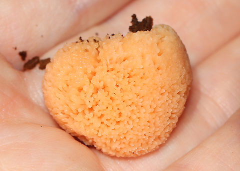 Red Raspberry Slime - Tubifera ferruginosa Habitat: Growing on rotting wood in a mixed forest
https://www.jungledragon.com/image/145828/red_raspberry_slime_-_tubifera_ferruginosa.html
https://www.jungledragon.com/image/145830/red_raspberry_slime_-_tubifera_ferruginosa.html
https://www.jungledragon.com/image/145829/red_raspberry_slime_-_tubifera_ferruginosa.html Fall,Geotagged,Red raspberry slime,Tubifera ferruginosa,United States