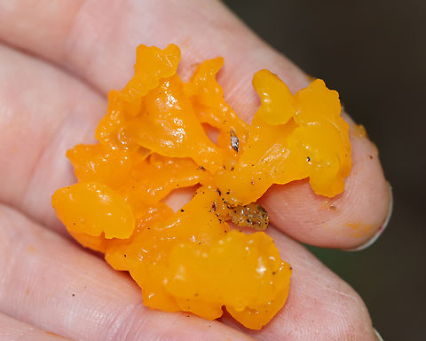 Orange Jelly Spot - Dacrymyces chrysospermus Habitat: Rotten wood; mixed forest
https://www.jungledragon.com/image/145832/orange_jelly_spot_-_dacrymyces_chrysospermus.html Dacrymyces chrysospermus,Fall,Geotagged,Orange Jelly Spot,United States