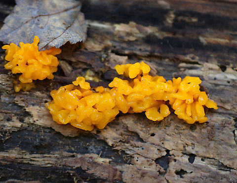 Orange Jelly Spot - Dacrymyces chrysospermus Habitat: Rotten wood; mixed forest
https://www.jungledragon.com/image/145831/orange_jelly_spot_-_dacrymyces_chrysospermus.html Dacrymyces,Dacrymyces chrysospermus,Fall,Geotagged,Orange Jelly Spot,United States,fungus,jelly fungus