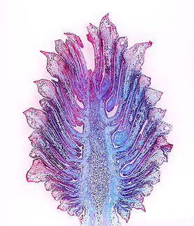 Pine (Pinus sp.) Ovulate Strobilus - Longitudinal Section, 10x This is a longitudinal section of a female (ovulate) pine strobilus (cone). I labeled a few important parts in one of the photos. A female cone has a central cone axis, which bears the scales. Ovuliferous scales have ovules on their upper surface. Ovules develop into seeds after fertilization. The scales protect the seeds during development.

*Microscope slide of longitudinal section, stained
https://www.jungledragon.com/image/145833/pine_pinus_sp._ovulate_strobilus_-_longitudinal_section_10x.html
https://www.jungledragon.com/image/145835/pine_pinus_sp._ovulate_strobilus_-_longitudinal_section_10x.html
https://www.jungledragon.com/image/145834/pine_pinus_sp._ovulate_strobilus_-_longitudinal_section_40x.html cone,microscopy,pine,pinus,strobilus