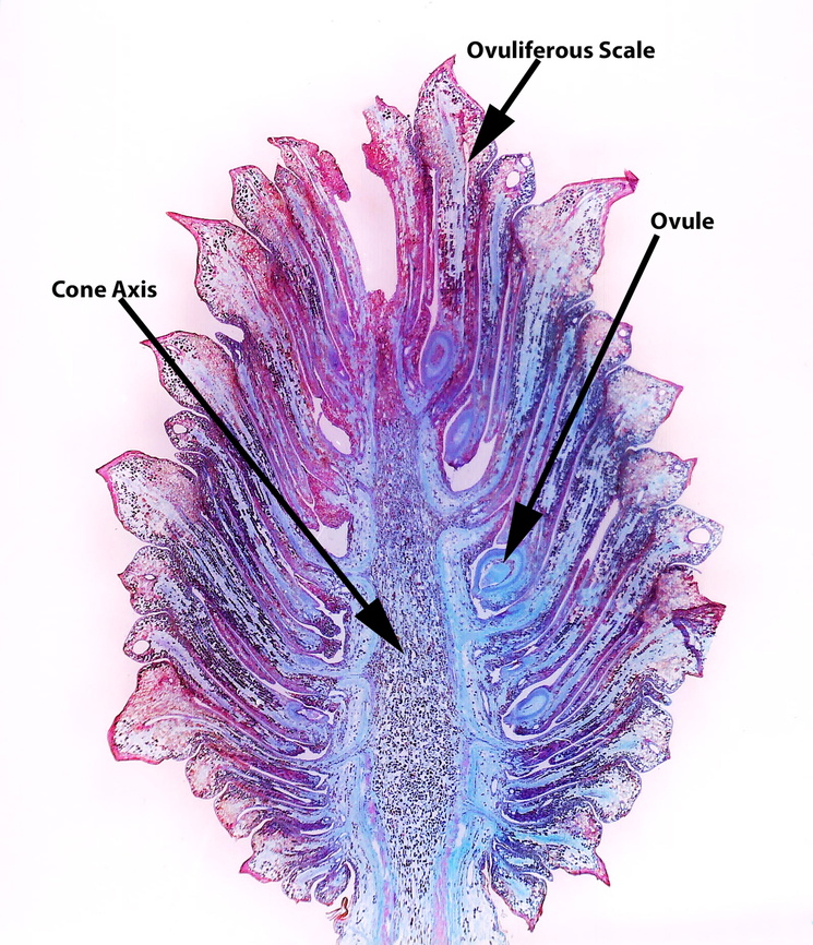 Pine (Pinus sp.) Ovulate Strobilus - Longitudinal Section, 10x This is a longitudinal section of a female (ovulate) pine strobilus (cone). I labeled a few important parts. A female cone has a central cone axis, which bears the scales. Ovuliferous scales have ovules on their upper surface. Ovules develop into seeds after fertilization. The scales protect the seeds during development.<br />
<br />
*Microscope slide of longitudinal section, stained<br />
<figure class="photo"><a href="https://www.jungledragon.com/image/145833/pine_pinus_sp._ovulate_strobilus_-_longitudinal_section_10x.html" title="Pine (Pinus sp.) Ovulate Strobilus - Longitudinal Section, 10x"><img src="https://s3.amazonaws.com/media.jungledragon.com/images/3232/145833_thumb.jpg?AWSAccessKeyId=05GMT0V3GWVNE7GGM1R2&Expires=1759968010&Signature=%2B%2FeBuuN6KCw%2BFWAofXl0vb711hc%3D" width="132" height="152" alt="Pine (Pinus sp.) Ovulate Strobilus - Longitudinal Section, 10x This is a longitudinal section of a female (ovulate) pine strobilus (cone). I labeled a few important parts in one of the photos. A female cone has a central cone axis, which bears the scales. Ovuliferous scales have ovules on their upper surface. Ovules develop into seeds after fertilization. The scales protect the seeds during development.<br />
<br />
*Microscope slide of longitudinal section, stained<br />
https://www.jungledragon.com/image/145833/pine_pinus_sp._ovulate_strobilus_-_longitudinal_section_10x.html<br />
https://www.jungledragon.com/image/145835/pine_pinus_sp._ovulate_strobilus_-_longitudinal_section_10x.html<br />
https://www.jungledragon.com/image/145834/pine_pinus_sp._ovulate_strobilus_-_longitudinal_section_40x.html cone,microscopy,pine,pinus,strobilus" /></a></figure><br />
<figure class="photo"><a href="https://www.jungledragon.com/image/145835/pine_pinus_sp._ovulate_strobilus_-_longitudinal_section_10x.html" title="Pine (Pinus sp.) Ovulate Strobilus - Longitudinal Section, 10x"><img src="https://s3.amazonaws.com/media.jungledragon.com/images/3232/145835_thumb.jpg?AWSAccessKeyId=05GMT0V3GWVNE7GGM1R2&Expires=1759968010&Signature=cOIt4JyLss050wXibyPGoglv2Bw%3D" width="132" height="152" alt="Pine (Pinus sp.) Ovulate Strobilus - Longitudinal Section, 10x This is a longitudinal section of a female (ovulate) pine strobilus (cone). I labeled a few important parts. A female cone has a central cone axis, which bears the scales. Ovuliferous scales have ovules on their upper surface. Ovules develop into seeds after fertilization. The scales protect the seeds during development.<br />
<br />
*Microscope slide of longitudinal section, stained<br />
https://www.jungledragon.com/image/145833/pine_pinus_sp._ovulate_strobilus_-_longitudinal_section_10x.html<br />
https://www.jungledragon.com/image/145835/pine_pinus_sp._ovulate_strobilus_-_longitudinal_section_10x.html<br />
https://www.jungledragon.com/image/145834/pine_pinus_sp._ovulate_strobilus_-_longitudinal_section_40x.html<br />
 female cone,ovulate cone,pine,pine cone,pinus,strobilus" /></a></figure><br />
<figure class="photo"><a href="https://www.jungledragon.com/image/145834/pine_pinus_sp._ovulate_strobilus_-_longitudinal_section_40x.html" title="Pine (Pinus sp.) Ovulate Strobilus - Longitudinal Section, 40x"><img src="https://s3.amazonaws.com/media.jungledragon.com/images/3232/145834_thumb.jpg?AWSAccessKeyId=05GMT0V3GWVNE7GGM1R2&Expires=1759968010&Signature=3Q7eSsUd4SeXpFDV7n2%2FLQHrgnU%3D" width="200" height="150" alt="Pine (Pinus sp.) Ovulate Strobilus - Longitudinal Section, 40x This is a longitudinal section of a female (ovulate) pine strobilus (cone). I labeled a few important parts in one of the photos. A female cone has a central cone axis, which bears the scales. Ovuliferous scales have ovules on their upper surface. Ovules develop into seeds after fertilization. The scales protect the seeds during development.<br />
<br />
*Microscope slide of longitudinal section, stained<br />
https://www.jungledragon.com/image/145833/pine_pinus_sp._ovulate_strobilus_-_longitudinal_section_10x.html<br />
https://www.jungledragon.com/image/145835/pine_pinus_sp._ovulate_strobilus_-_longitudinal_section_10x.html<br />
https://www.jungledragon.com/image/145834/pine_pinus_sp._ovulate_strobilus_-_longitudinal_section_40x.html cone,microscopy,pine,pinus,strobilus" /></a></figure><br />
 female cone,ovulate cone,pine,pine cone,pinus,strobilus