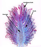 Pine (Pinus sp.) Ovulate Strobilus - Longitudinal Section, 10x This is a longitudinal section of a female (ovulate) pine strobilus (cone). I labeled a few important parts. A female cone has a central cone axis, which bears the scales. Ovuliferous scales have ovules on their upper surface. Ovules develop into seeds after fertilization. The scales protect the seeds during development.<br />
<br />
*Microscope slide of longitudinal section, stained<br />
https://www.jungledragon.com/image/145833/pine_pinus_sp._ovulate_strobilus_-_longitudinal_section_10x.html<br />
https://www.jungledragon.com/image/145835/pine_pinus_sp._ovulate_strobilus_-_longitudinal_section_10x.html<br />
https://www.jungledragon.com/image/145834/pine_pinus_sp._ovulate_strobilus_-_longitudinal_section_40x.html<br />
 female cone,ovulate cone,pine,pine cone,pinus,strobilus