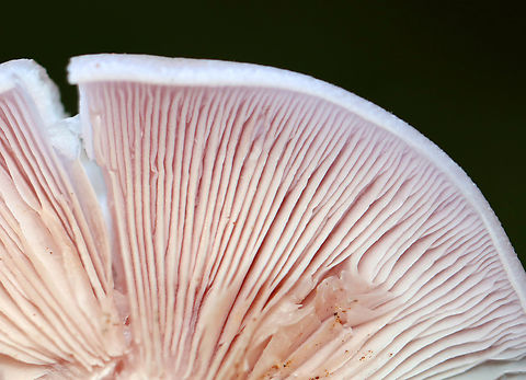 Wood Blewit - Lepista nuda Habitat: Growing on the ground; mixed forest
https://www.jungledragon.com/image/145876/wood_blewit_-_lepista_nuda.html
https://www.jungledragon.com/image/145874/wood_blewit_-_lepista_nuda.html
https://www.jungledragon.com/image/145875/wood_blewit_-_lepista_nuda.html Fall,Geotagged,Lepista nuda,United States,Wood blewit