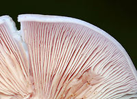 Wood Blewit - Lepista nuda Habitat: Growing on the ground; mixed forest<br />
https://www.jungledragon.com/image/145876/wood_blewit_-_lepista_nuda.html<br />
https://www.jungledragon.com/image/145874/wood_blewit_-_lepista_nuda.html<br />
https://www.jungledragon.com/image/145875/wood_blewit_-_lepista_nuda.html Fall,Geotagged,Lepista nuda,United States,Wood blewit