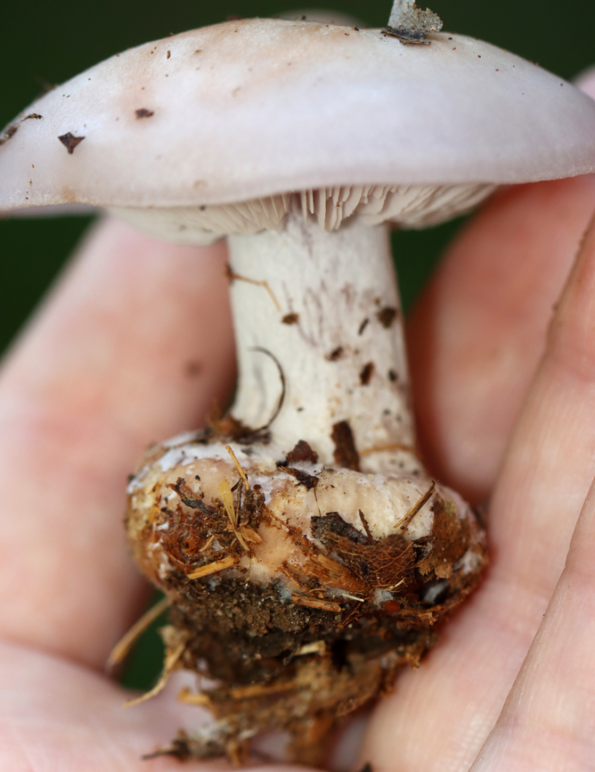 Wood Blewit - Lepista nuda Habitat: Growing on the ground; mixed forest<br />
<figure class="photo"><a href="https://www.jungledragon.com/image/145876/wood_blewit_-_lepista_nuda.html" title="Wood Blewit - Lepista nuda"><img src="https://s3.amazonaws.com/media.jungledragon.com/images/3232/145876_thumb.jpg?AWSAccessKeyId=05GMT0V3GWVNE7GGM1R2&Expires=1767225610&Signature=2wSnYe2VPXEKmZDBYiivOYh4vtU%3D" width="200" height="152" alt="Wood Blewit - Lepista nuda Habitat: Growing on the ground; mixed forest<br />
https://www.jungledragon.com/image/145876/wood_blewit_-_lepista_nuda.html<br />
https://www.jungledragon.com/image/145874/wood_blewit_-_lepista_nuda.html<br />
https://www.jungledragon.com/image/145875/wood_blewit_-_lepista_nuda.html Fall,Geotagged,Lepista nuda,United States,Wood blewit" /></a></figure><br />
<figure class="photo"><a href="https://www.jungledragon.com/image/145874/wood_blewit_-_lepista_nuda.html" title="Wood Blewit - Lepista nuda"><img src="https://s3.amazonaws.com/media.jungledragon.com/images/3232/145874_thumb.jpg?AWSAccessKeyId=05GMT0V3GWVNE7GGM1R2&Expires=1767225610&Signature=JRP1PtJv2x%2BCVGpbmmFl4ltXIQ8%3D" width="200" height="146" alt="Wood Blewit - Lepista nuda Habitat: Growing on the ground; mixed forest<br />
https://www.jungledragon.com/image/145876/wood_blewit_-_lepista_nuda.html<br />
https://www.jungledragon.com/image/145874/wood_blewit_-_lepista_nuda.html<br />
https://www.jungledragon.com/image/145875/wood_blewit_-_lepista_nuda.html Fall,Geotagged,Lepista nuda,United States,Wood blewit" /></a></figure><br />
<figure class="photo"><a href="https://www.jungledragon.com/image/145875/wood_blewit_-_lepista_nuda.html" title="Wood Blewit - Lepista nuda"><img src="https://s3.amazonaws.com/media.jungledragon.com/images/3232/145875_thumb.jpg?AWSAccessKeyId=05GMT0V3GWVNE7GGM1R2&Expires=1767225610&Signature=ewmAP9EdMMZKQCIQNoWumIVCD3w%3D" width="118" height="152" alt="Wood Blewit - Lepista nuda Habitat: Growing on the ground; mixed forest<br />
https://www.jungledragon.com/image/145876/wood_blewit_-_lepista_nuda.html<br />
https://www.jungledragon.com/image/145874/wood_blewit_-_lepista_nuda.html<br />
https://www.jungledragon.com/image/145875/wood_blewit_-_lepista_nuda.html Fall,Geotagged,Lepista nuda,United States,Wood blewit,blewit,fungus,lepista,mushroom" /></a></figure> Fall,Geotagged,Lepista nuda,United States,Wood blewit,blewit,fungus,lepista,mushroom