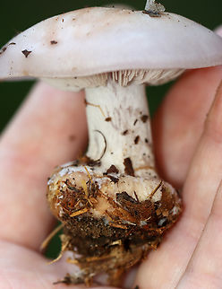 Wood Blewit - Lepista nuda Habitat: Growing on the ground; mixed forest
https://www.jungledragon.com/image/145876/wood_blewit_-_lepista_nuda.html
https://www.jungledragon.com/image/145874/wood_blewit_-_lepista_nuda.html
https://www.jungledragon.com/image/145875/wood_blewit_-_lepista_nuda.html Fall,Geotagged,Lepista nuda,United States,Wood blewit,blewit,fungus,lepista,mushroom