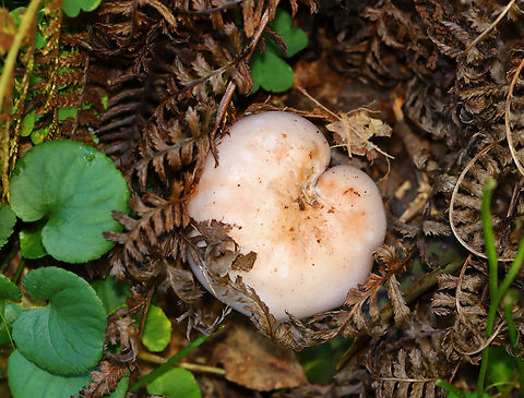 Wood Blewit - Lepista nuda Habitat: Growing on the ground; mixed forest
https://www.jungledragon.com/image/145876/wood_blewit_-_lepista_nuda.html
https://www.jungledragon.com/image/145874/wood_blewit_-_lepista_nuda.html
https://www.jungledragon.com/image/145875/wood_blewit_-_lepista_nuda.html Fall,Geotagged,Lepista nuda,United States,Wood blewit