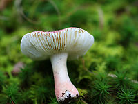 Brittlegill - Russula sp. *Maybe Russula mariae<br />
<br />
Habitat: Growing in moss; near the edge of a swamp/bog with mostly hardwood, but some conifers.<br />
https://www.jungledragon.com/image/145877/brittlegill_-_russula_sp.html<br />
https://www.jungledragon.com/image/145879/brittlegill_-_russula_sp.html<br />
https://www.jungledragon.com/image/145878/brittlegill_-_russula_sp.html Fall,Geotagged,United States