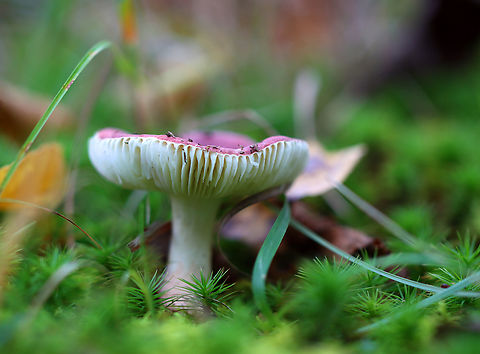 Brittlegill - Russula sp. *Maybe Russula mariae

Habitat: Growing in moss; near the edge of a swamp/bog with mostly hardwood, but some conifers.
https://www.jungledragon.com/image/145877/brittlegill_-_russula_sp.html
https://www.jungledragon.com/image/145879/brittlegill_-_russula_sp.html
https://www.jungledragon.com/image/145878/brittlegill_-_russula_sp.html Fall,Geotagged,United States,fungus,mushroom,russula