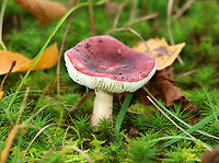 Brittlegill - Russula sp. *Maybe Russula mariae<br />
<br />
Habitat: Growing in moss; near the edge of a swamp/bog with mostly hardwood, but some conifers.<br />
https://www.jungledragon.com/image/145877/brittlegill_-_russula_sp.html<br />
https://www.jungledragon.com/image/145879/brittlegill_-_russula_sp.html<br />
https://www.jungledragon.com/image/145878/brittlegill_-_russula_sp.html Fall,Geotagged,United States