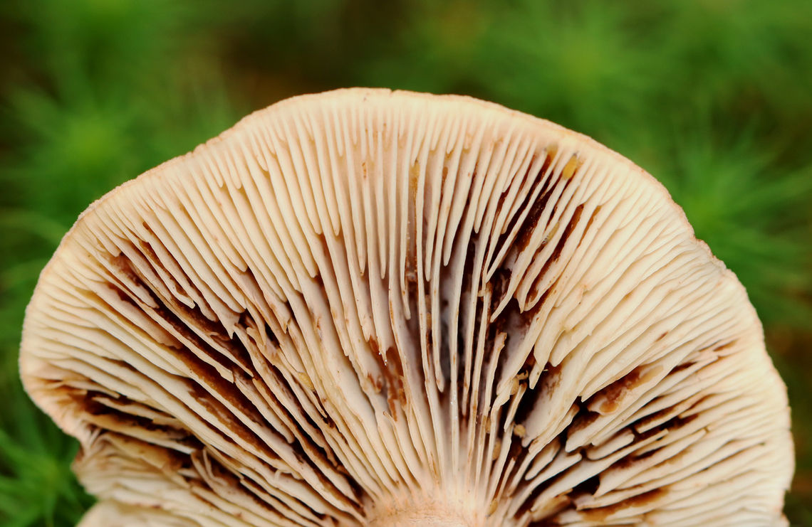 Mushroom - Lactarius sp. The gills were infested with larvae! <br />
<br />
Habitat: Deciduous forest Fall,Geotagged,United States,fungus,lactarius,mushroom
