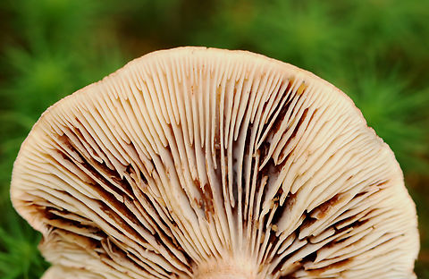 Mushroom - Lactarius sp. The gills were infested with larvae! 

Habitat: Deciduous forest Fall,Geotagged,United States,fungus,lactarius,mushroom