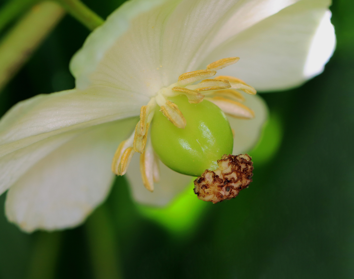 Mayapple Flower - Podophyllum peltatum Showing off its enormous pistil.<br />
<br />
Habitat: Garden Geotagged,Mayapple,Podophyllum peltatum,Spring,United States,podophyllum