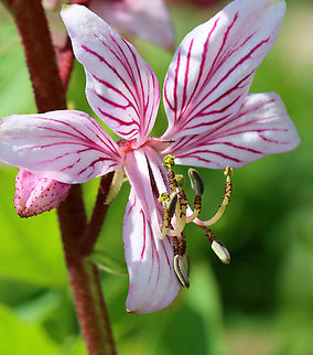Burning Bush - Dictamnus albus A very cool plant! In hot weather, the flowers emit a flammable oil, which can be ignited - resulting in a brief burn that is harmless to the plant.

Habitat: Rural garden Burning bush,Dictamnus albus,Geotagged,Spring,United States,dictamnus