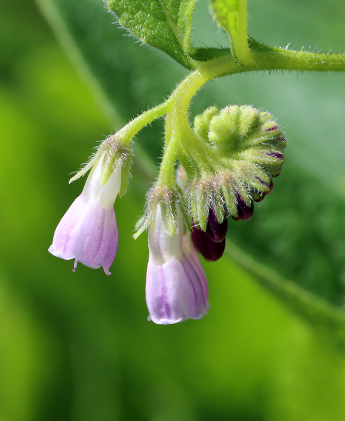 Common comfrey - Symphytum officinale Habitat: Garden<br />
<figure class="photo"><a href="https://www.jungledragon.com/image/145909/common_comfrey_-_symphytum_officinale.html" title="Common comfrey - Symphytum officinale"><img src="https://s3.amazonaws.com/media.jungledragon.com/images/3232/145909_thumb.jpg?AWSAccessKeyId=05GMT0V3GWVNE7GGM1R2&Expires=1769040010&Signature=V%2BWkMs7dQMlZvDr%2BTO0JQ3KogBc%3D" width="110" height="152" alt="Common comfrey - Symphytum officinale Habitat: Garden<br />
https://www.jungledragon.com/image/145908/common_comfrey_-_symphytum_officinale.html Common comfrey,Geotagged,Spring,Symphytum,Symphytum officinale,United States,comfrey" /></a></figure> Common comfrey,Geotagged,Spring,Symphytum officinale,United States
