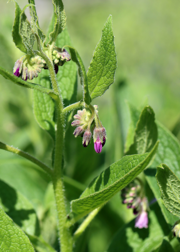 Common comfrey - Symphytum officinale Habitat: Garden<br />
<figure class="photo"><a href="https://www.jungledragon.com/image/145908/common_comfrey_-_symphytum_officinale.html" title="Common comfrey - Symphytum officinale"><img src="https://s3.amazonaws.com/media.jungledragon.com/images/3232/145908_thumb.jpg?AWSAccessKeyId=05GMT0V3GWVNE7GGM1R2&Expires=1759968010&Signature=yN6QiRUSoTxgbDo5ACsk1t7YqiY%3D" width="126" height="152" alt="Common comfrey - Symphytum officinale Habitat: Garden<br />
https://www.jungledragon.com/image/145909/common_comfrey_-_symphytum_officinale.html Common comfrey,Geotagged,Spring,Symphytum officinale,United States" /></a></figure> Common comfrey,Geotagged,Spring,Symphytum,Symphytum officinale,United States,comfrey