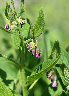 Common comfrey - Symphytum officinale Habitat: Garden
https://www.jungledragon.com/image/145908/common_comfrey_-_symphytum_officinale.html Common comfrey,Geotagged,Spring,Symphytum,Symphytum officinale,United States,comfrey