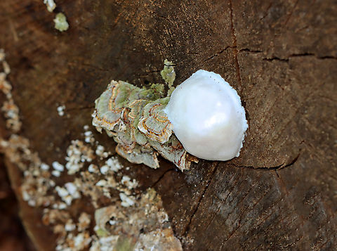 False Puffball - Reticularia lycoperdon Habitat: Growing on the end of a cut log; mixed forest
https://www.jungledragon.com/image/145912/false_puffball_-_reticularia_lycoperdon.html False Puffball,Geotagged,Reticularia lycoperdon,Spring,United States