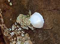 False Puffball - Reticularia lycoperdon Habitat: Growing on the end of a cut log; mixed forest<br />
https://www.jungledragon.com/image/145912/false_puffball_-_reticularia_lycoperdon.html False Puffball,Geotagged,Reticularia lycoperdon,Spring,United States