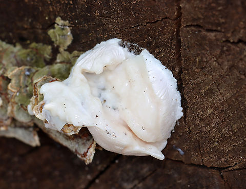 False Puffball - Reticularia lycoperdon This was one of those moments that I deeply regretted using my finger to break open a "puffball" rather than using a stick.

Habitat: Growing on the end of a cut log; mixed forest
https://www.jungledragon.com/image/145911/false_puffball_-_reticularia_lycoperdon.html False Puffball,Fungus,Geotagged,Reticularia,Reticularia lycoperdon,Spring,United States