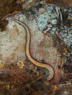 Red-backed Salamander - Plethodon cinereus Habitat: Found under a log; mixed forest Geotagged,Plethodon cinereus,Red-backed salamander,Spring,United States,plethodon,salamander
