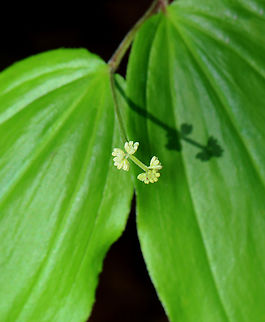 False Solomon's Seal - Maianthemum racemosum Habitat:Garden False Solomon's Seal,Feathery false lily of the valley,Geotagged,Maianthemum,Maianthemum racemosum,Spring,United States