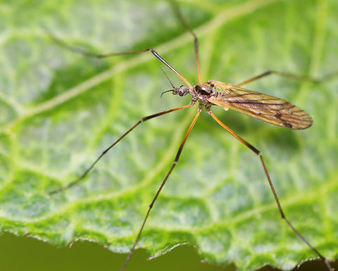Crane Fly - Limnophila rufibasis/Prionolabis rufibasis Habitat: Resting on vegetation at a woodland margin beside a stream-fed pond. Geotagged,Limnophila,Limnophila rufibasis,Prionolabis,Prionolabis rufibasis,Spring,United States,crane fly,diptera,fly,limoniidae