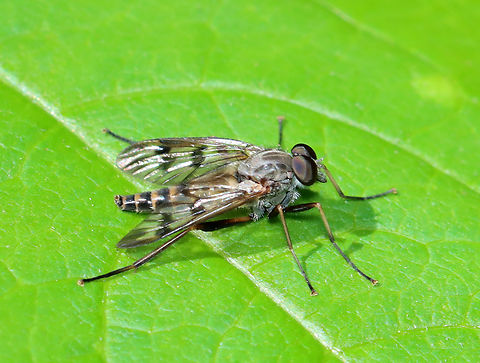 Down-looker fly - Rhagio mystaceus Habitat: Pond edge near forest margin Down-looker fly,Geotagged,Rhagio mystaceus,Spring,United States,fly,rhagio,rhagionidae,snipe fly