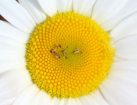Tarnished Plant Bug Eggs - Lygus lineolaris? Just a guess based on this diagram:
https://www.mdpi.com/2075-4450/12/9/807#

Habitat: Found on a daisy's central disc; meadow Geotagged,Lygus,Lygus lineolaris,Spring,United States,eggs