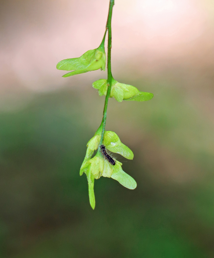 Spongy Moth Caterpillar - Lymantria dispar An early instar cat.<br />
<br />
Habitat: Oak (Quercus sp.) Geotagged,Lymantria dispar,Spongy Moth,Spring,United States,caterpillar,gypsy moth,larva,lymantria