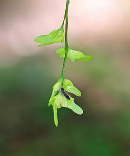 Spongy Moth Caterpillar - Lymantria dispar An early instar cat.

Habitat: Oak (Quercus sp.) Geotagged,Lymantria dispar,Spongy Moth,Spring,United States,caterpillar,gypsy moth,larva,lymantria