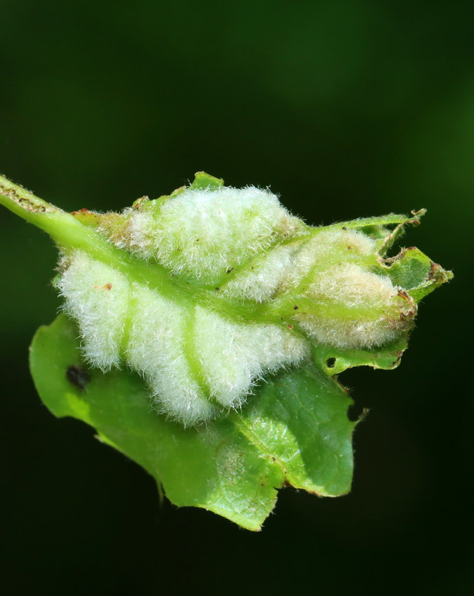 Midge Gall (Underside) - Macrodiplosis niveipila Host: Oak (Quercus) that had been decimated by Lymantria dispar caterpillars.<br />
<figure class="photo"><a href="https://www.jungledragon.com/image/145932/midge_gall_-_macrodiplosis_niveipila.html" title="Midge Gall - Macrodiplosis niveipila"><img src="https://s3.amazonaws.com/media.jungledragon.com/images/3232/145932_thumb.jpg?AWSAccessKeyId=05GMT0V3GWVNE7GGM1R2&Expires=1759968010&Signature=RBVcbDsiOYJW30kbT%2B778uO8pqE%3D" width="132" height="152" alt="Midge Gall - Macrodiplosis niveipila Host: Oak (Quercus) that had been decimated by Lymantria dispar caterpillars.<br />
https://www.jungledragon.com/image/145931/midge_gall_underside_-_macrodiplosis_niveipila.html Cecidomyiidae,Geotagged,Macrodiplosis,Macrodiplosis niveipila,Spring,United States,gall,oak,quercus" /></a></figure> Geotagged,Macrodiplosis niveipila,Spring,United States