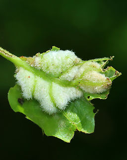 Midge Gall (Underside) - Macrodiplosis niveipila Host: Oak (Quercus) that had been decimated by Lymantria dispar caterpillars.
https://www.jungledragon.com/image/145932/midge_gall_-_macrodiplosis_niveipila.html Geotagged,Macrodiplosis niveipila,Spring,United States